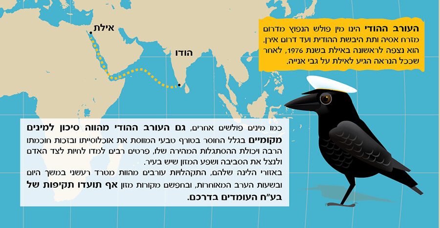 עיצוב ואיור ברושור הסברה